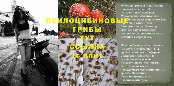 индика Белокуриха